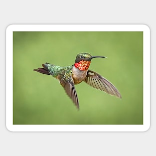 Hummingbird Male Ruby Throat Sticker